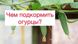 Чем подкормить огурцы?🤔