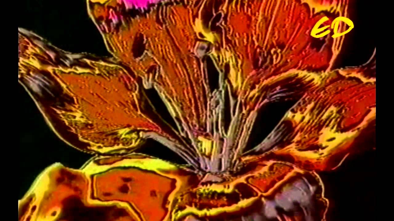 The Shamen - Omega Amigo