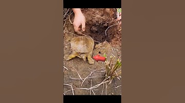How To Catch Turtles In Field😨