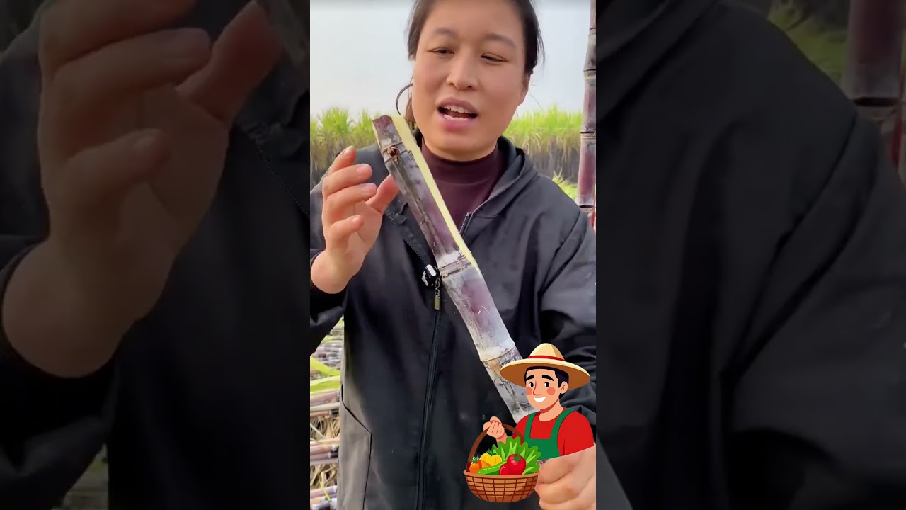 🌾 Свежий сахарный тростник, натурально сладкий 