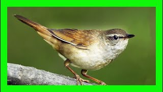 Grasshopper Warbler Song! Grasshopper Warbler Sound! - Buscarla Pintoja Canto - Locustella Naevia