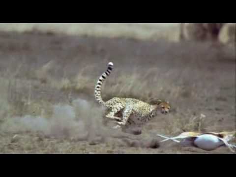 Cheetah hunting gazelle