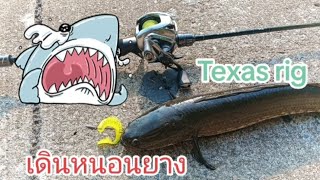 ตกปลาช่อนด้วยหนอนยาง Texas rig เดิน #Street Fishing ริมคลอง