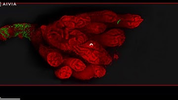 Alpenglow 3D distribution and finding the needle in the haystack with full murine prostate