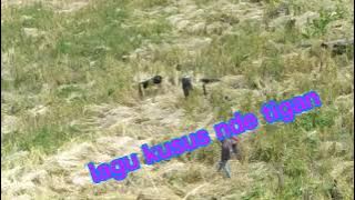 lagu Karo nde tigan kusus