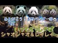 【観覧まとめ】シャオシャオ&レイレイ🐼上野パンダ一家ミニメモリアル【力力・真真・香香】-XiaoXiao&LeiLei- with Ueno Panda Family