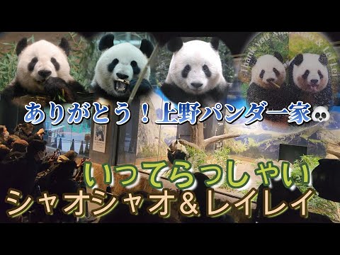 【観覧まとめ】シャオシャオ＆レイレイ🐼上野パンダ一家ミニメモリアル【力力・真真・香香】-XiaoXiao&LeiLei- with Ueno Panda Family