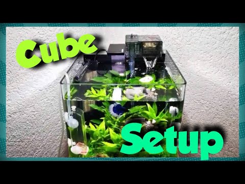 Aquarium - Einrichten