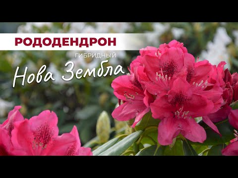 Рододендрон Нова Зембла:
