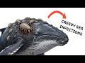 Every Creepy Ocean Infection Ranked Worst
