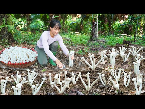 ผลสลากกินแบ่งรัฐบาล วันที่ 1 พย. 2567