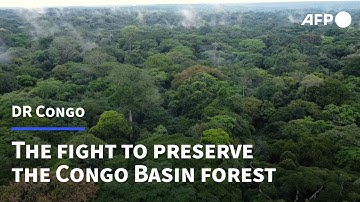 Scientists fight to save DR Congo’s rainforest | AFP