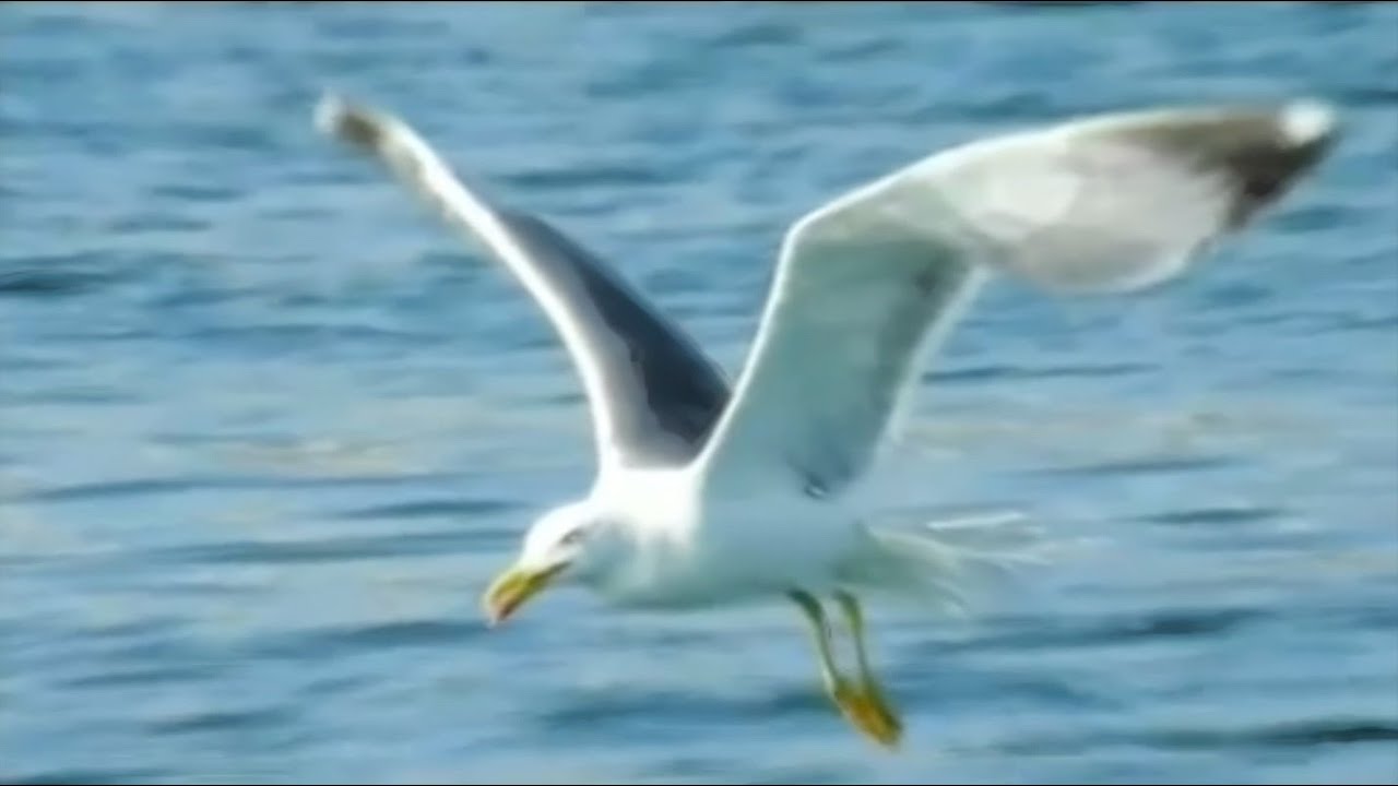 PEPE HERNANDEZ. LA GAVIOTA