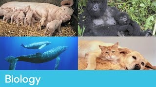 What are mammals | Primary Biology - Animal Types