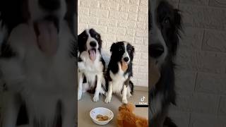 Hilarious reactions Magic vs Dogs 🪄🧙‍♂️vs 🐕🐶 (Part VII)