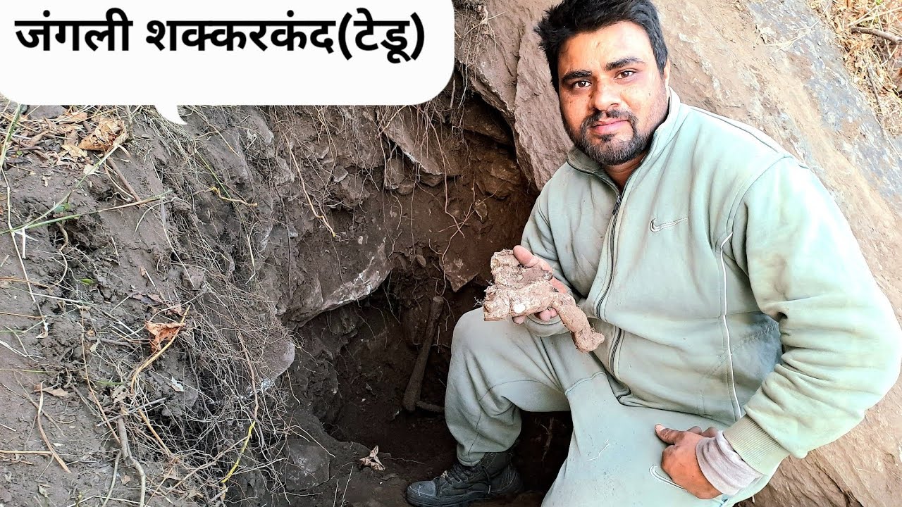 हम जंगल से टेडू (जंगली शक्करकंद) लेने गए || pahadi lifestyle ||shivratri