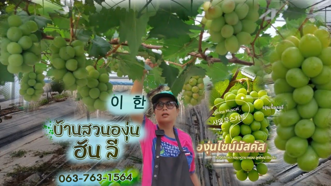 ยกสวนองุ่นเกาหลี มาปลูกที่อีสาน!! บ้านสวนองุ่นฮันลี 이한 ผลตอบรับดีมาก!!ขนาดและรสชาติน่าประทับใจ