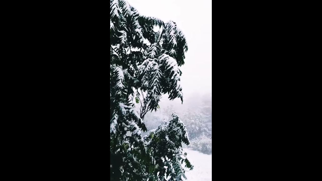 snowfall status | Murree snowfall status video | 