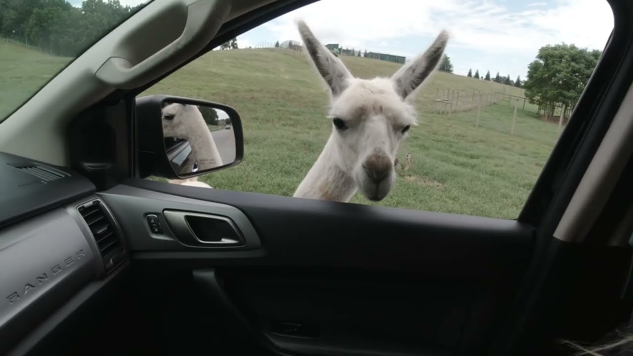 Virginia Safari Park, Natural Bridge Virginia