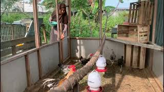 Ternak ayam sambil berkebun di belakang rumah sangat menyenangkan bisa buat hiburan 