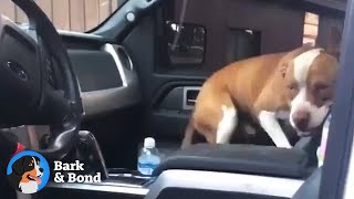 A Pit Bull Got Into Their Car on Its Own — And Decided to Stay Forever | Bark & Bond