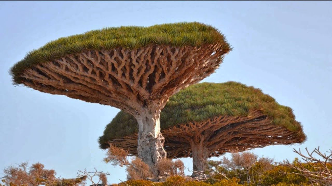 Details 100 los árboles más raros del mundo - Abzlocal.mx