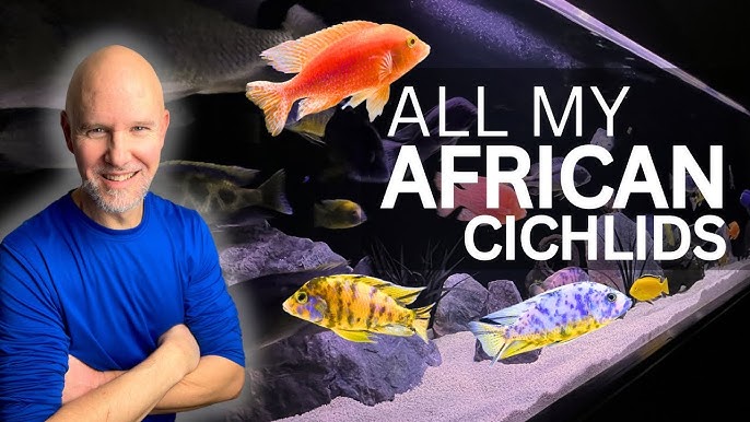 Venting African Cichlids - Most accurate way to determine Fish