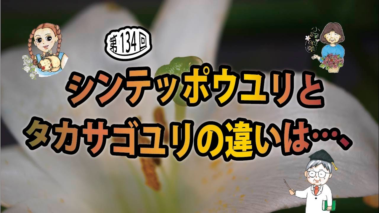 第134回「シンテッポウユリとタカサゴユリの違いは、、、今回の作品は