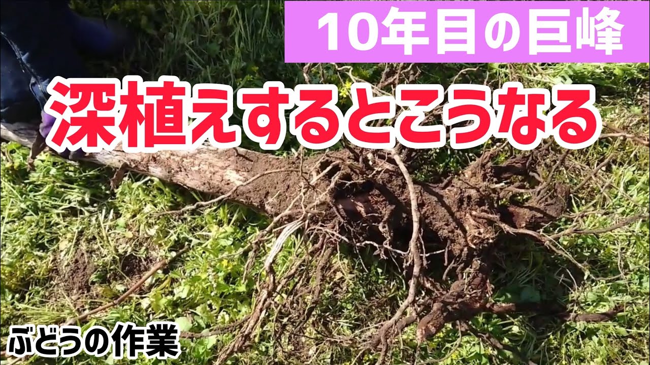 ぶどう の 根っこ