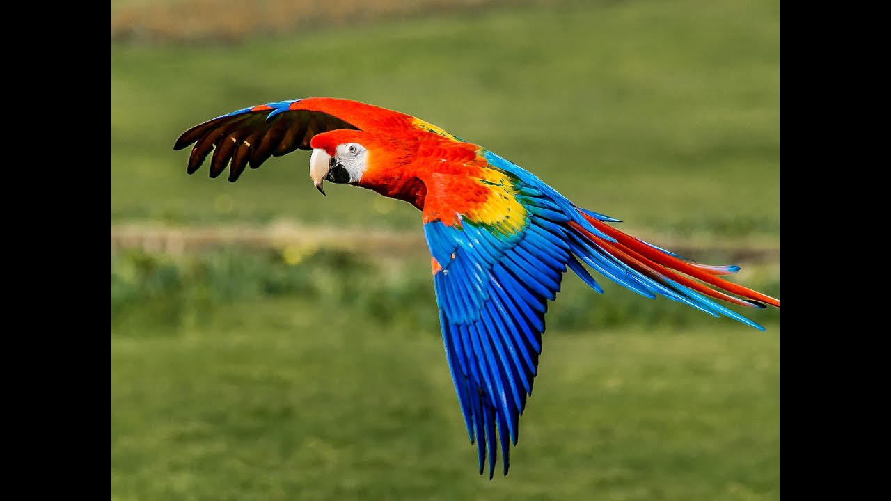 Macaw The world's largest Flying Parrot National Geographic Sisters
