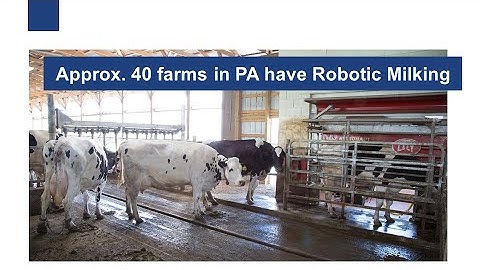 Precision Dairy: Automatic Milking