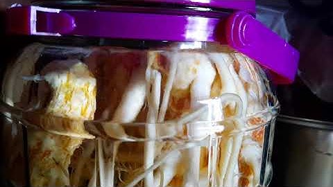 Ngâm rượu Đinh Lăng bồi bổ cơ thể để có sức nài GSX R150 (09/8/2020) - Con Mèo