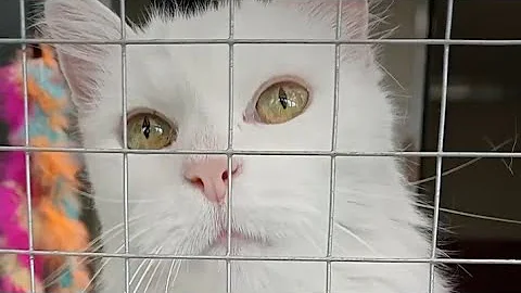 Watch the video about 🐱🇹🇷 ❄️ The Ethereal Snow Queen