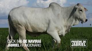 LOTE 01D - CSCK 846 (JABRIEL x FUNCIONÁRIO)