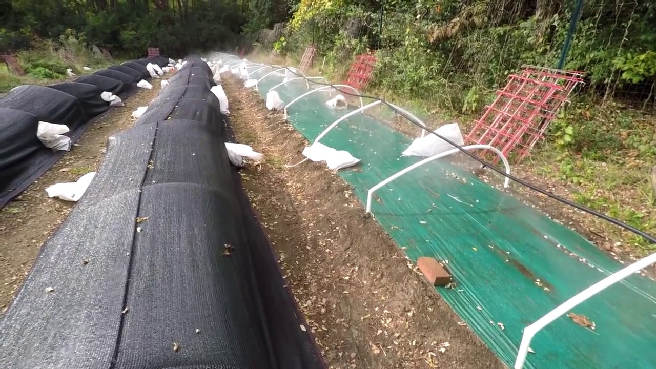 Final morel mushroom bed, testing 4 way misters for humidity