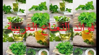 فوائد النعناع ومظاره النعنع او زيت النعنع او النعناع