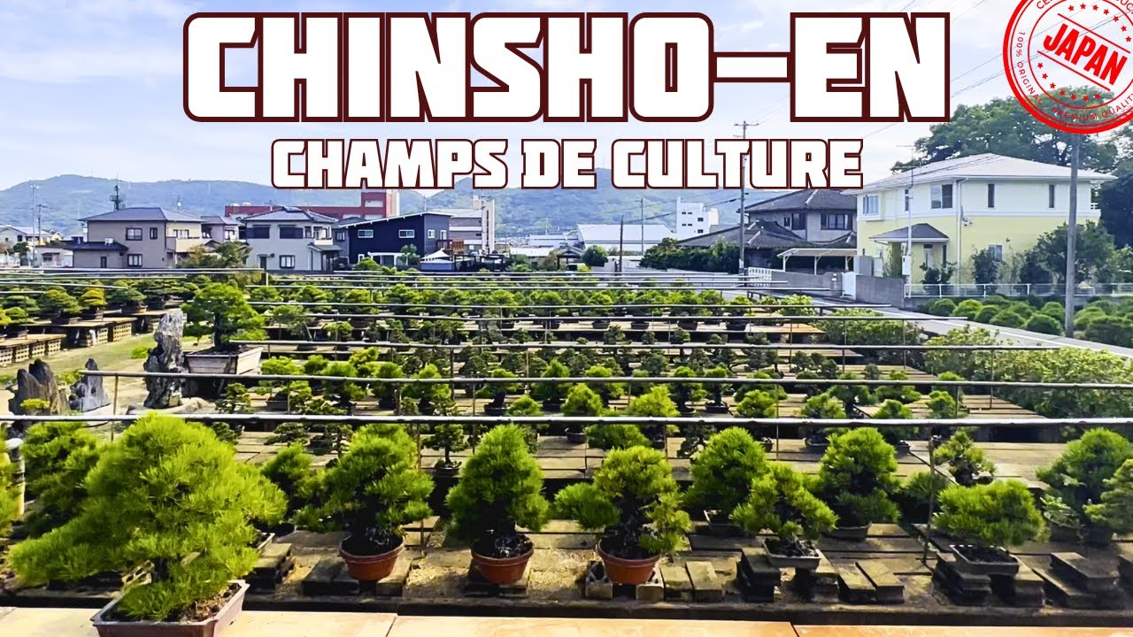 LES CHAMPS DE CULTURE DE CHINSHO-EN 中西珍松園・盆栽 - 3ème partie 🌱 NEJIKAN BONSAI 🌱