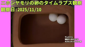 【Memorandum】 2025年11月10日 RPi-Cam-Web-Interfaceを用いたニホンヤモリの卵のTimelapse観察
