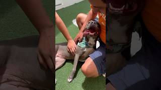 Amber Has Been In The Shelter For Over 4 Months Please Help Her Find A Home -More Info In Caption