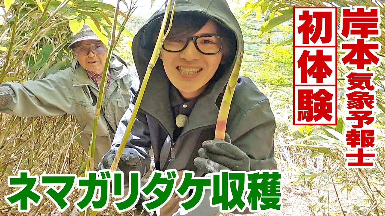 【旬の味覚】ネマガリダケ採り名人と山へ　岸本気象予報士「収穫&料理」初体験　絶品タケノコ汁を味わう