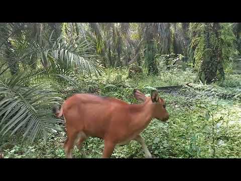mengembala sapi di