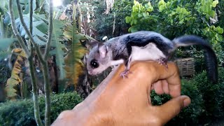 Download Lagu Bajing terbang jawa,binatang  peliharan yang cepat jinak, MP3