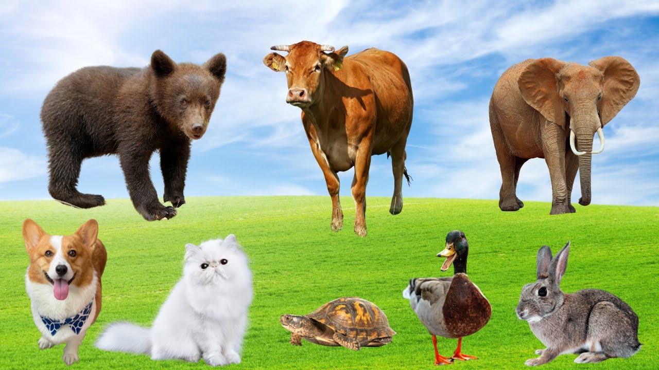 Funny Farm Animals Compilation: Horse, Duck, Cow, Sheep, Rabbit, Dog ...