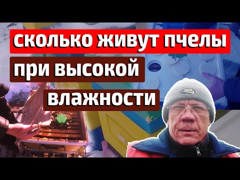 Пчел пожалел Как зимуют пчелы утепление сырость