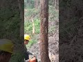 🌲 “Dangerous Tree Cutting Skills in Forest”