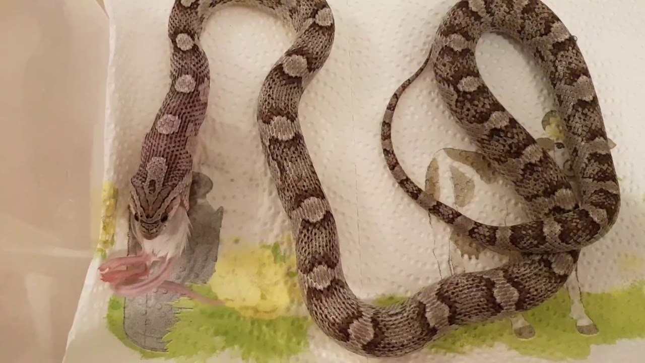 camera iphone 8 plus apk Feeding small mouse to my 17 month old corn snake Anery (16 grams mouse - biggest yet)