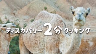 ディスカバリー２分クッキング | ラクダのステーキ | (ディスカバリーチャンネル)