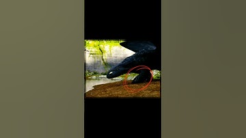 I noticed that🥺 || Httyd