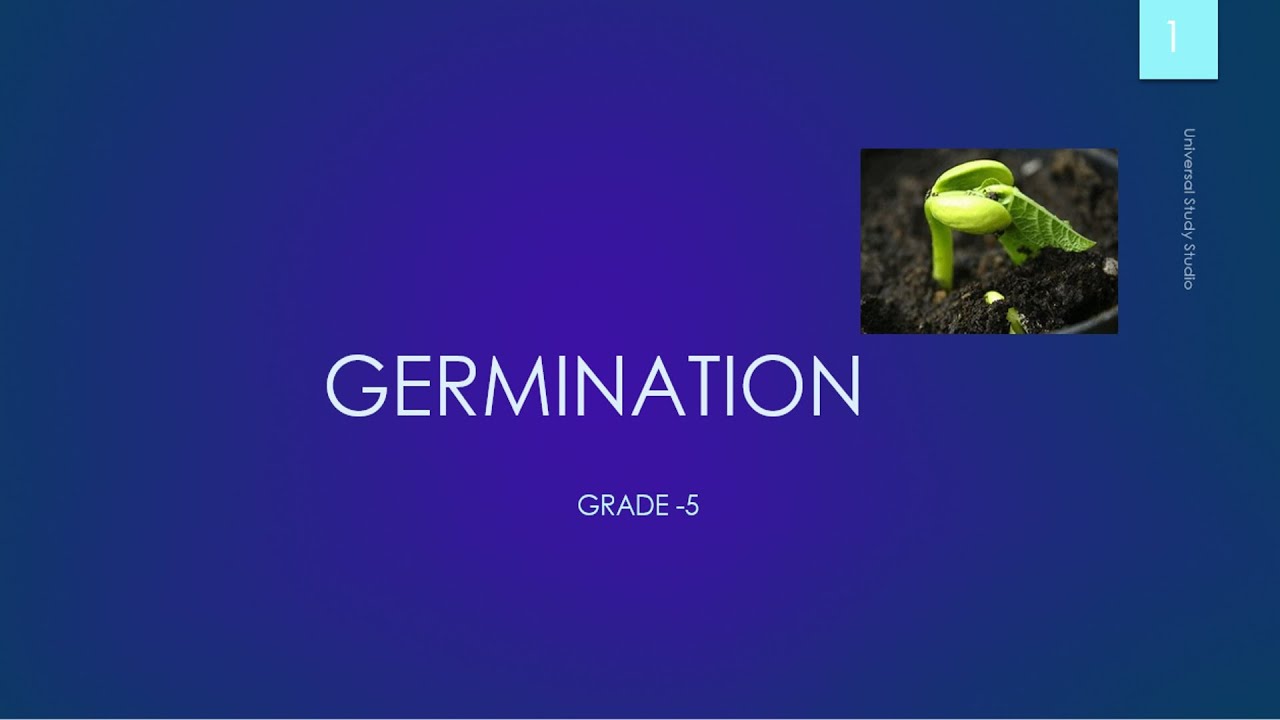 Stages of germination for CBSE students Grade 5 - YouTube