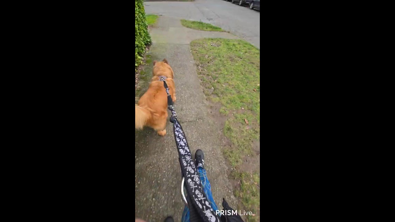 sick today but bam ba break from the chaos!! 🐕 🚶